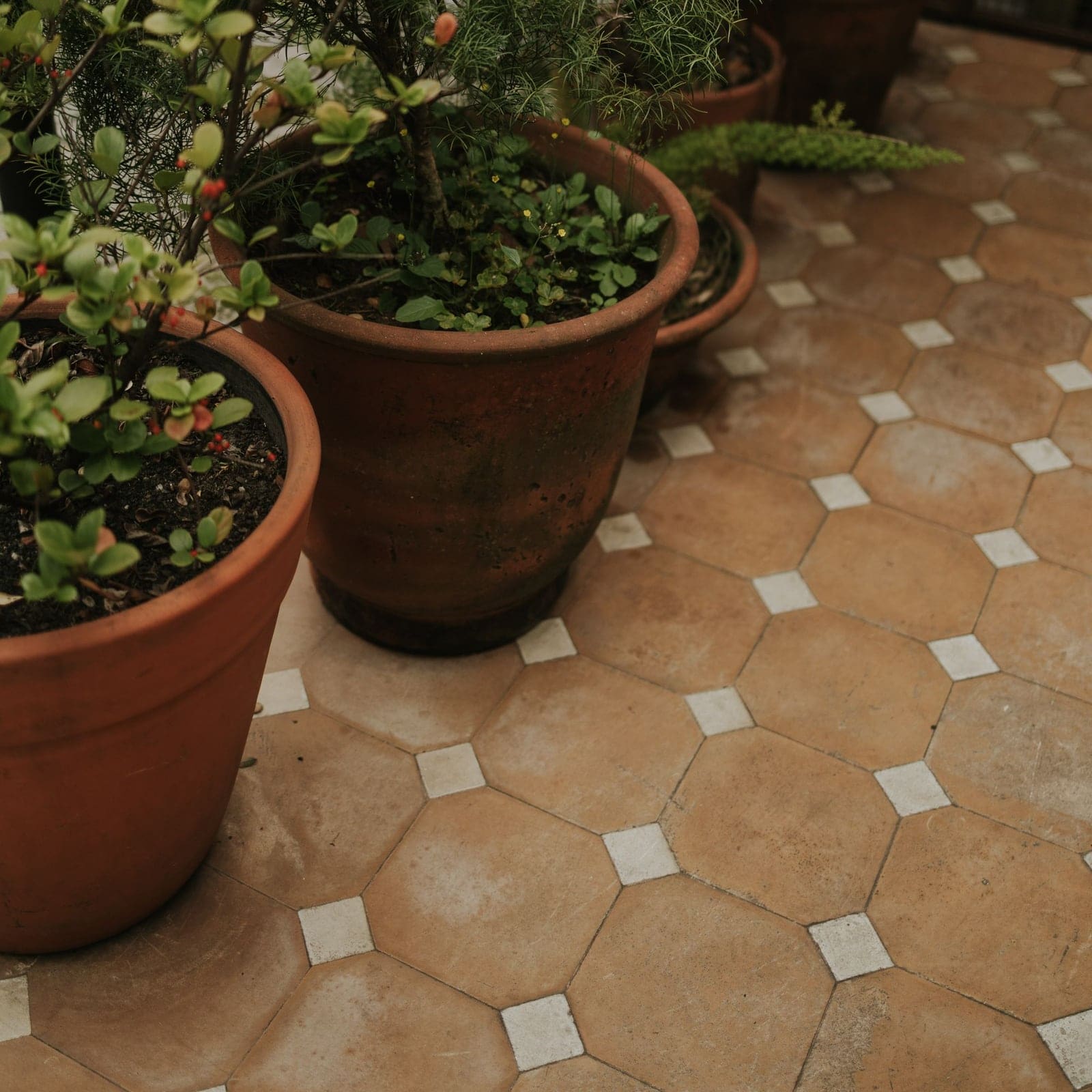 Sol de tomettes octogonales en terre cuite avec petits cabochons blancs, plantes en pot
